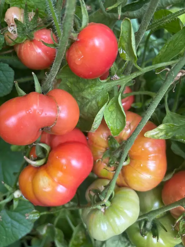 Tomaten: Bola Kanacin