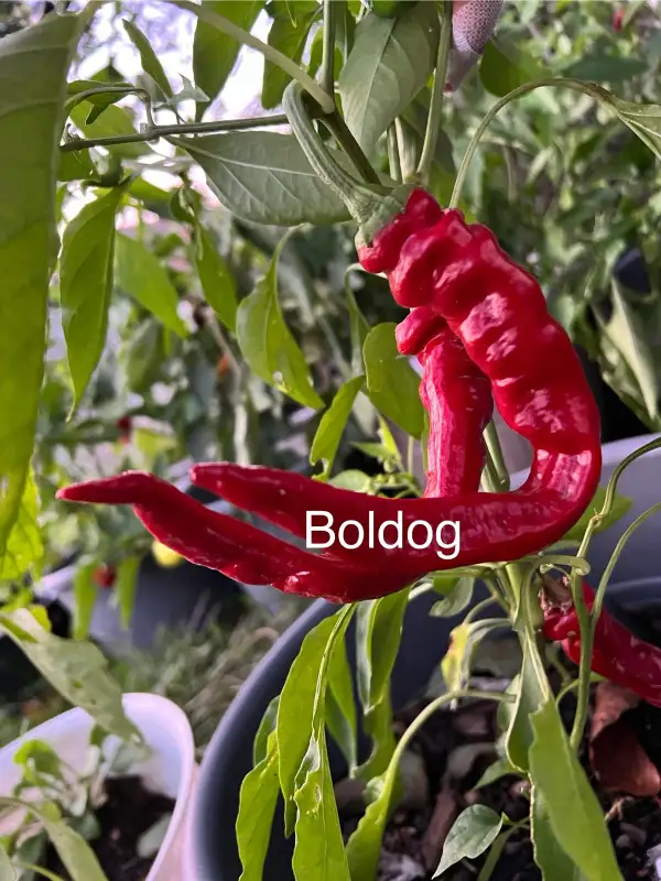 Chili / Paprika: Boldog