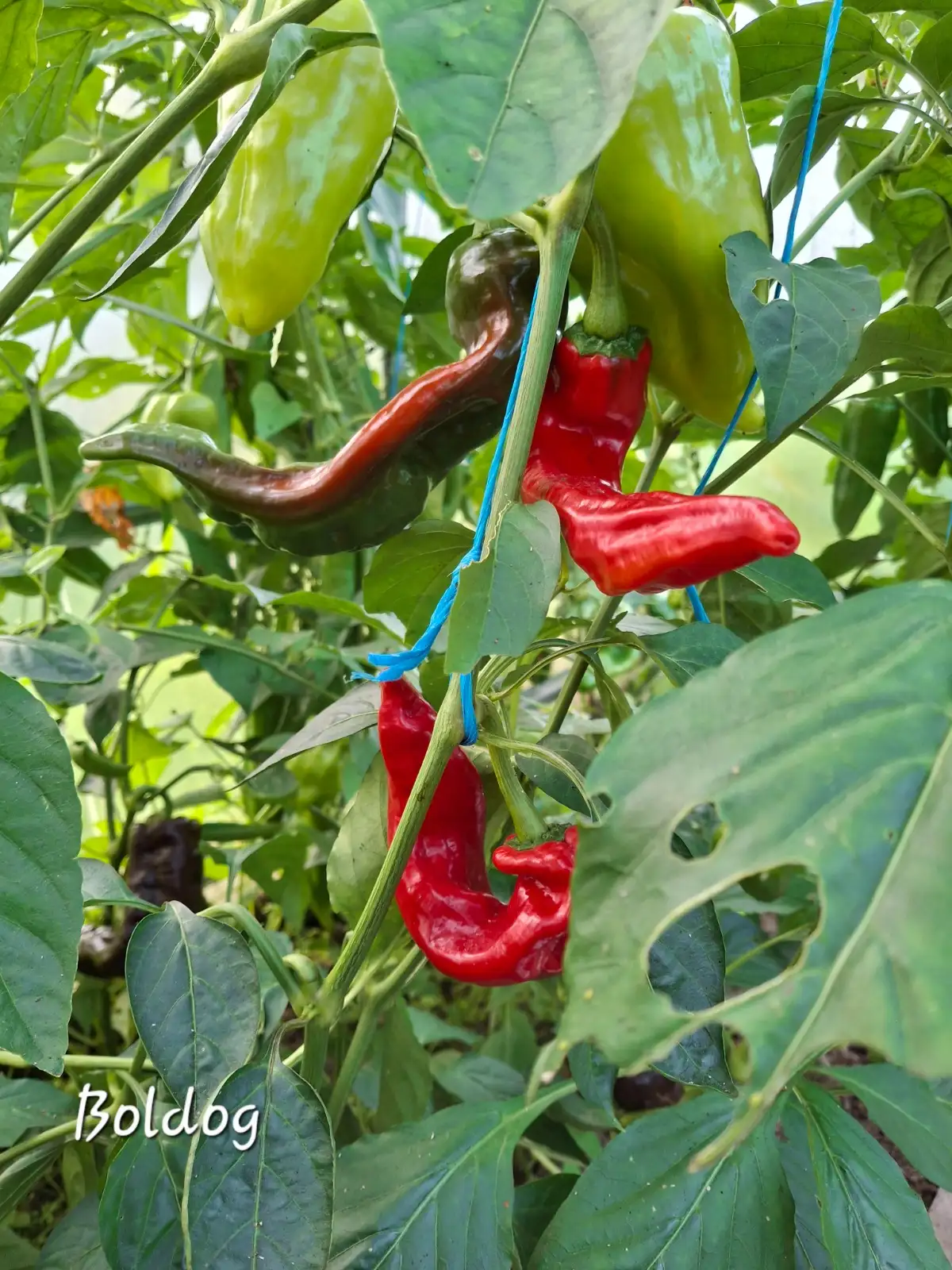 Chili / Paprika: Boldog Paprika