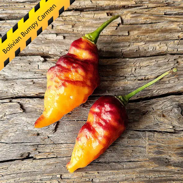 Chili: Bolivian Bumpy Carmen