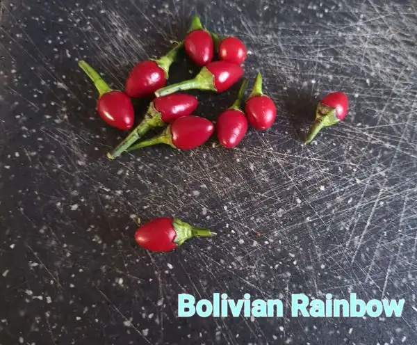 Chili / Paprika: Bolivian Rainbow