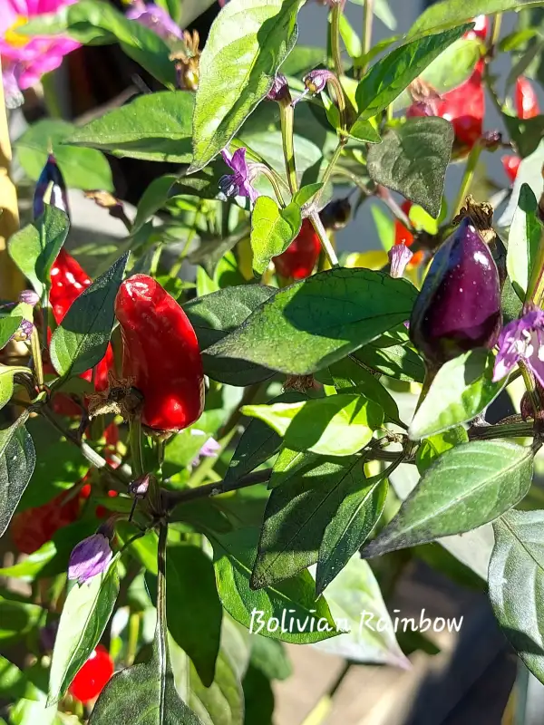 Chili / Paprika: Bolivian Rainbow