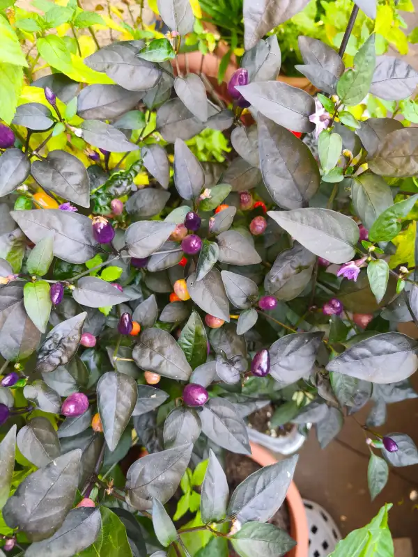 Chili / Paprika: Bolivian Rainbow