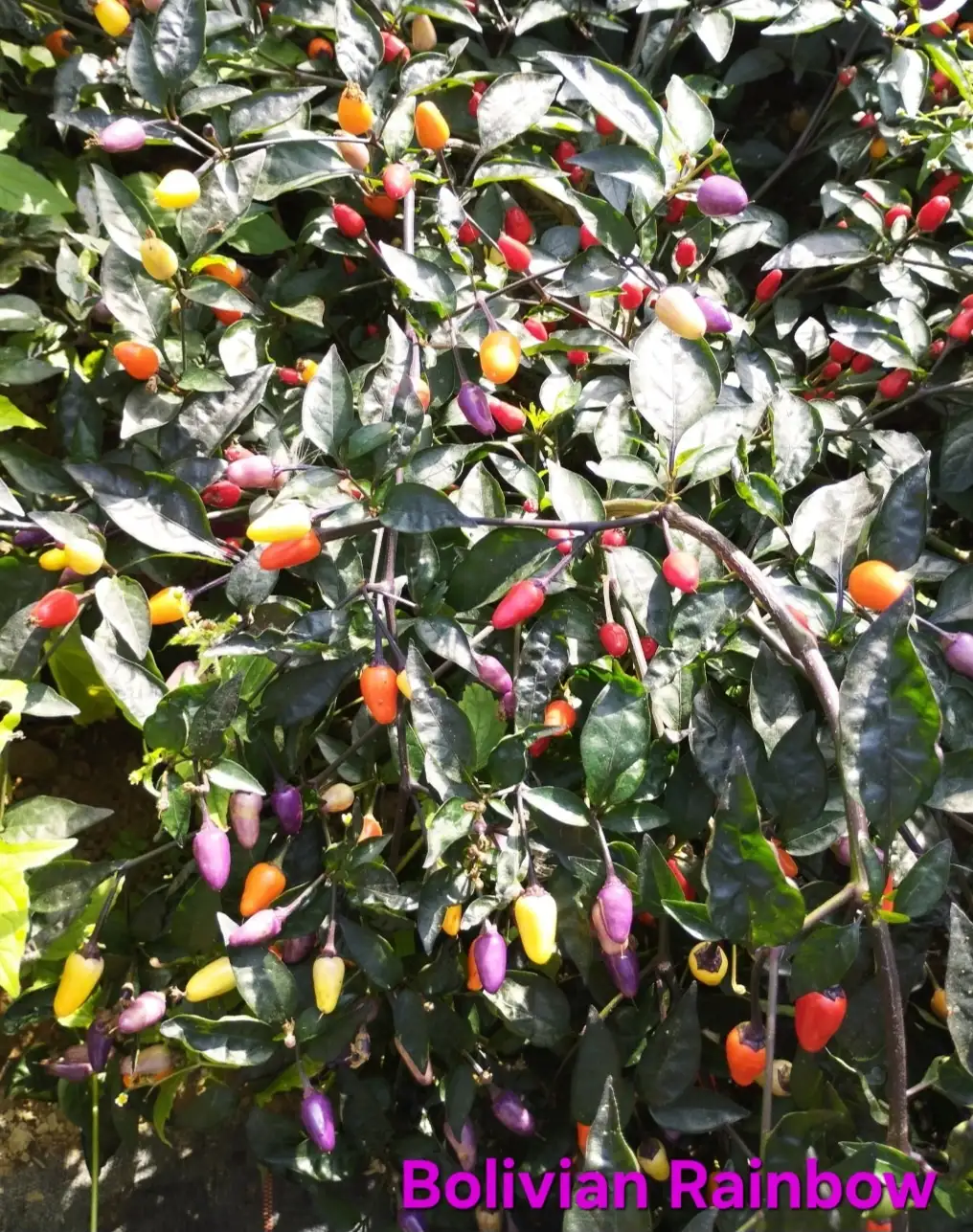 Chili / Paprika: Bolivian Rainbow