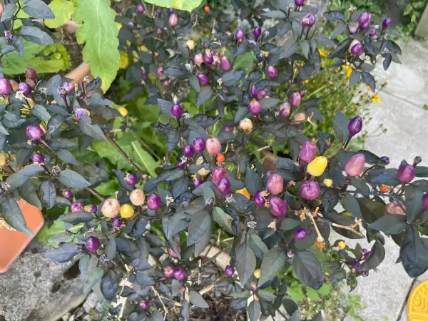 Chili: Bolivian Rainbow