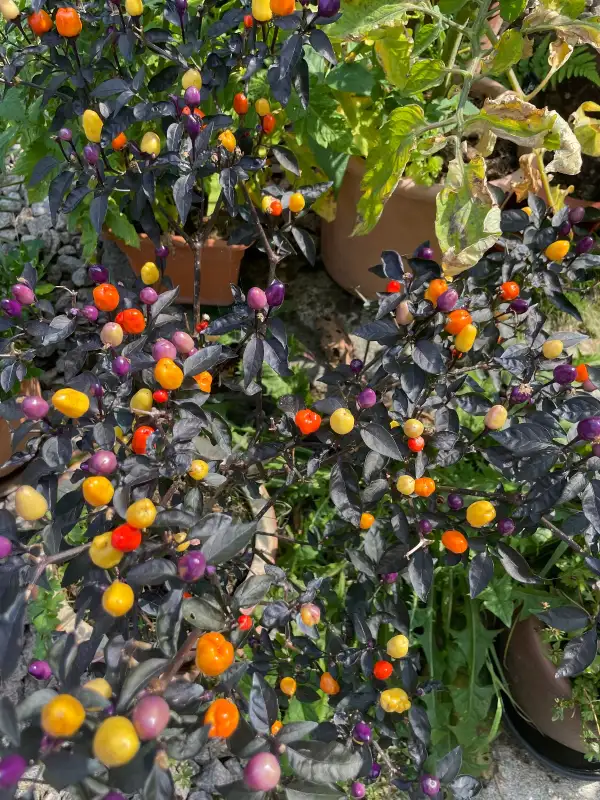 Chili: Bolivian Rainbow