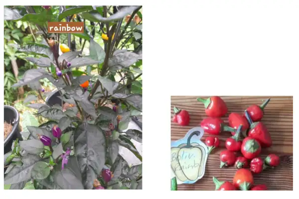 Chili: Bolivian Rainbow