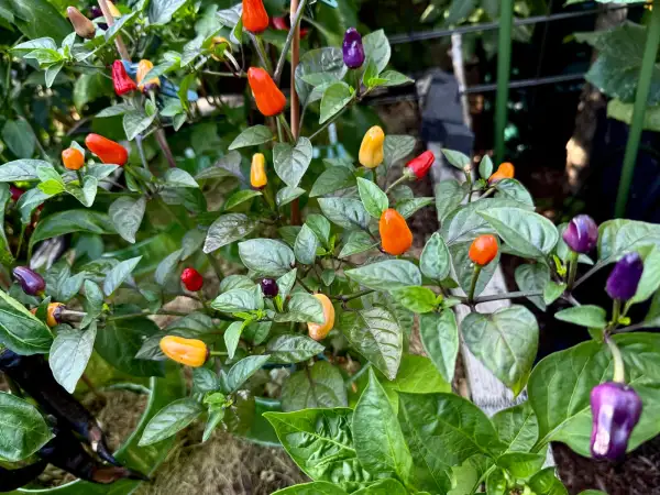 Chili: Bolivian Rainbow