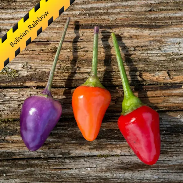 Chili: Bolivian Rainbow
