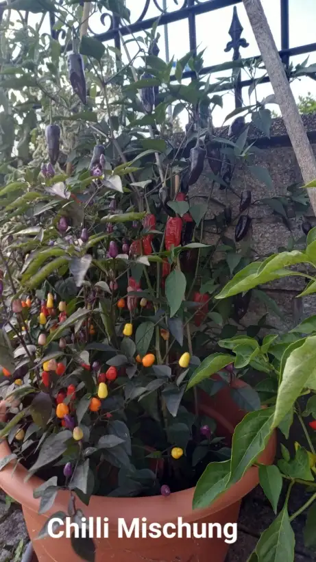 Chili / Paprika: Bolivian Rainbow