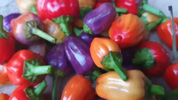 Chili / Paprika: Bolivian Rainbow