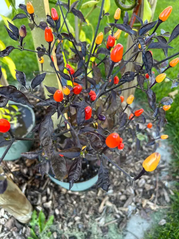 Chili / Paprika: Bolivian Rainbow Chili