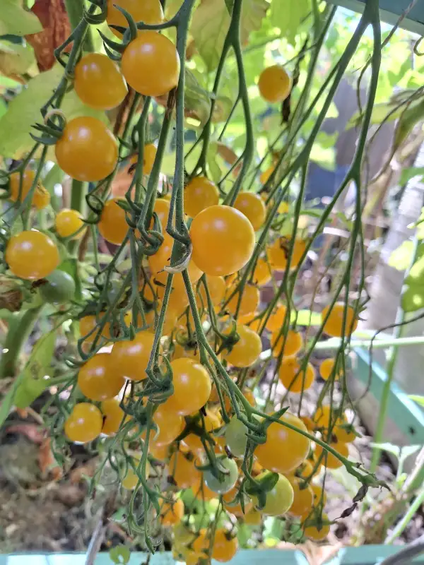 Tomaten: Bolivian Wild - Wildtomate