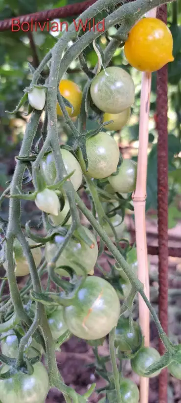 Tomaten: Bolivian Wild