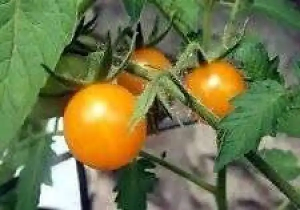 Tomaten: Bolivian Wild