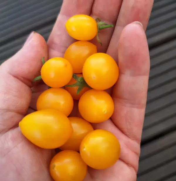 Tomaten: Bolivian Wild