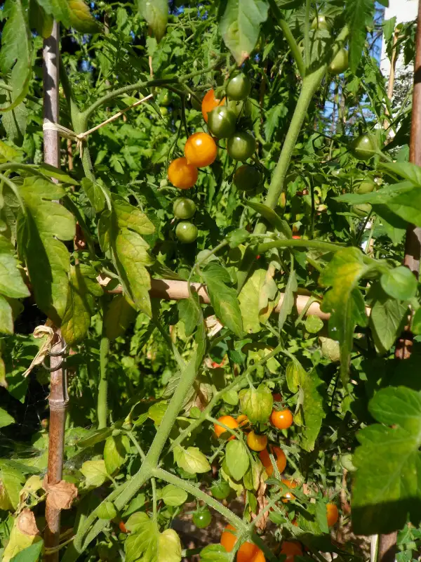 Tomaten: Bolivian Wild ( Kat# 2801 )