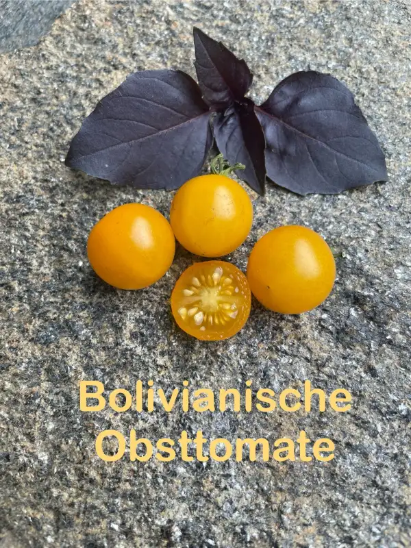 Tomaten: Bolivianische Obsttomate