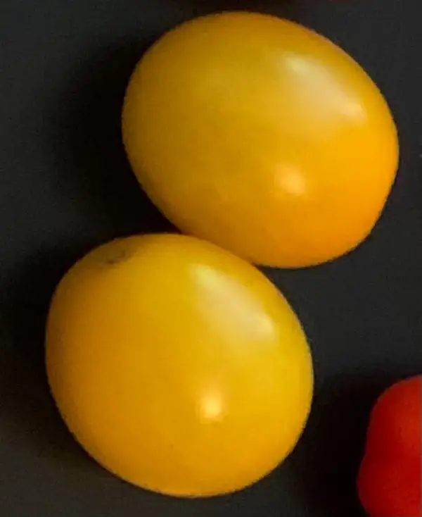 Tomaten: Bolivianische Obsttomate