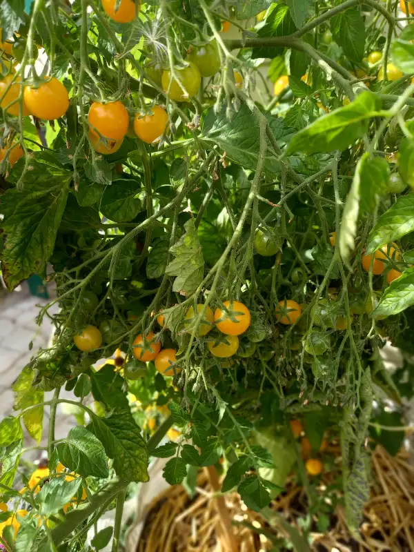 Tomaten: Bolivianische Obsttomate