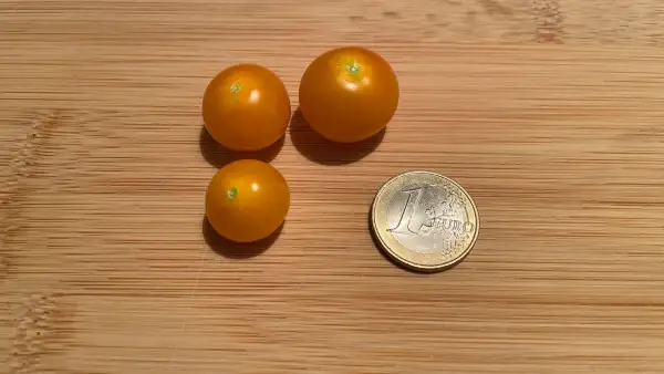 Tomaten: Bolivianische Obsttomate
