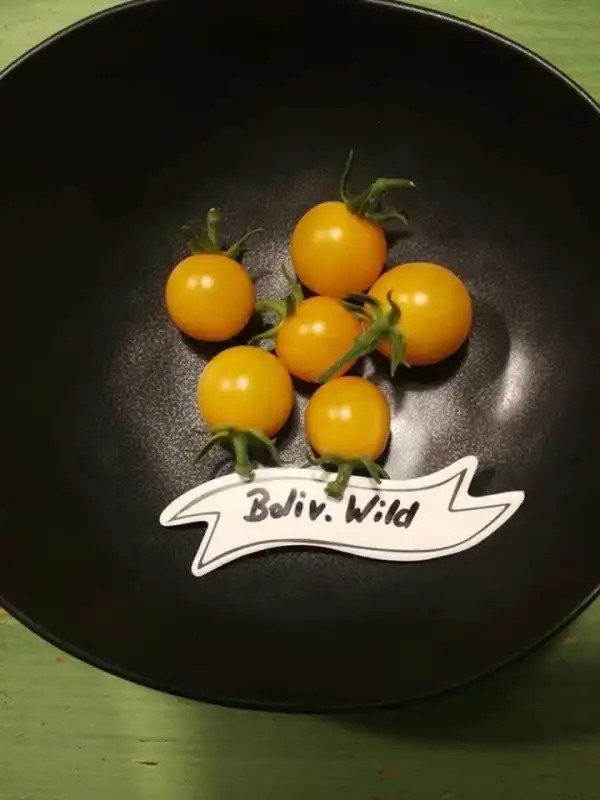 Tomaten: Bolivianischen Wildtomate