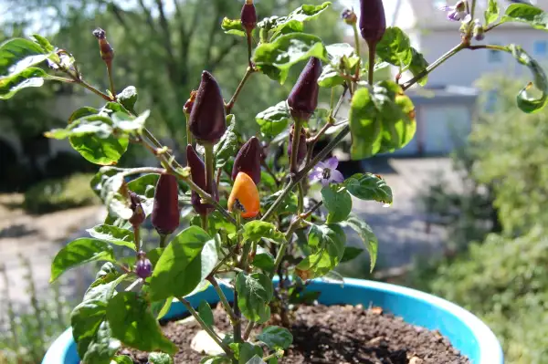 Chili / Paprika: Bolivien Rainbow