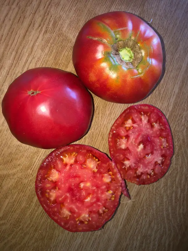 Tomaten: Bolshaya Izba