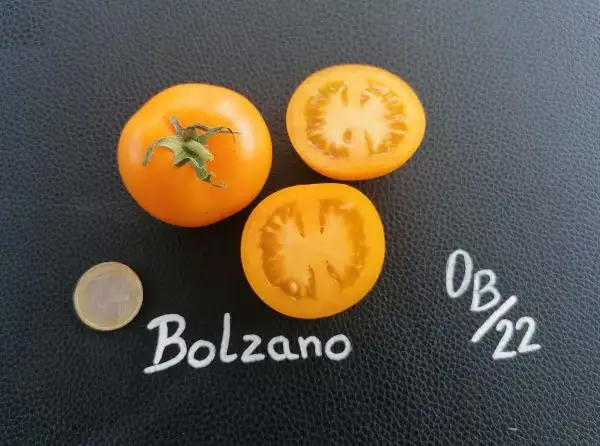 Tomaten: Bolzano