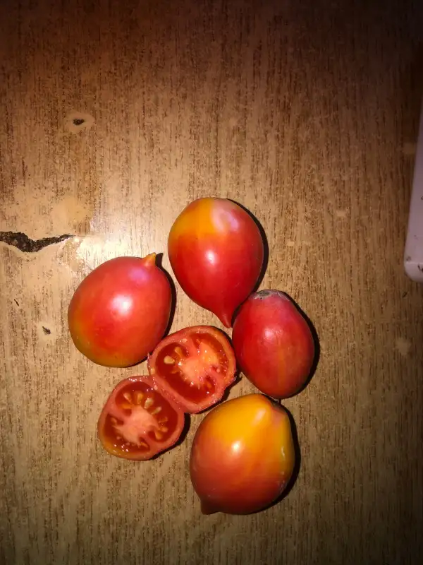 Tomaten: Bombeta de Franqueses del Vallès