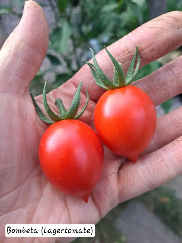 Tomaten: Bombeta (Lagertomate) 2025