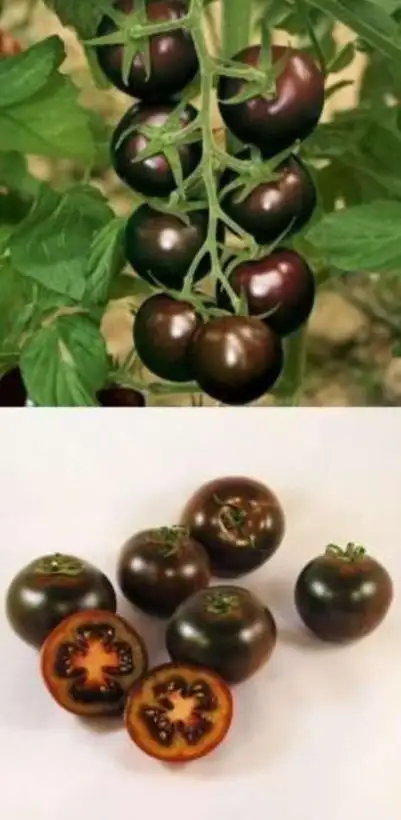 Tomaten: Bombonera