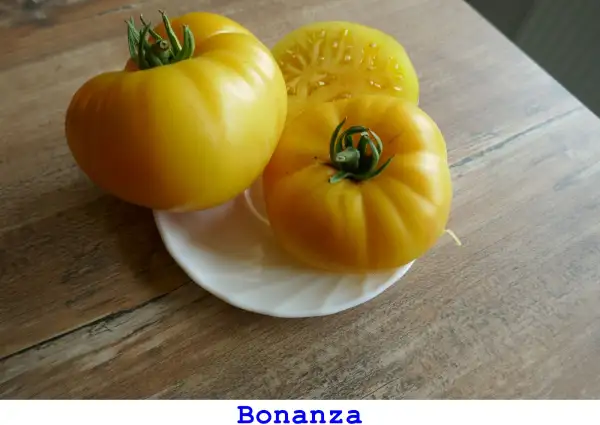 Tomaten: Bonanza