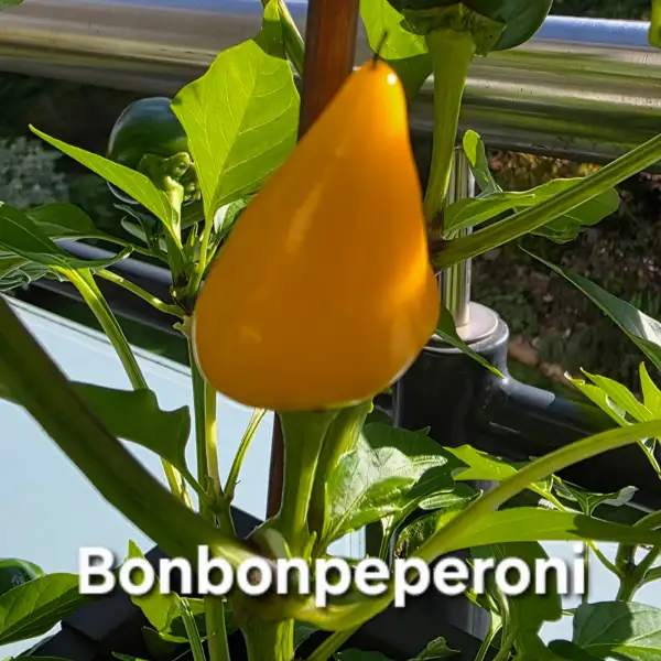 Chili / Paprika: Bonbonpeperoni
