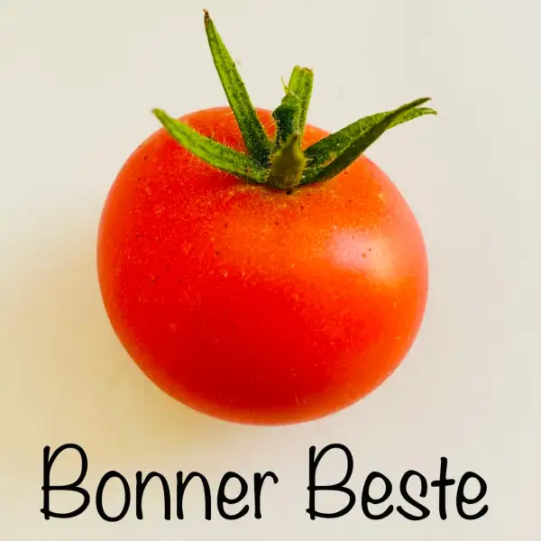 Tomaten: Bonner Beste