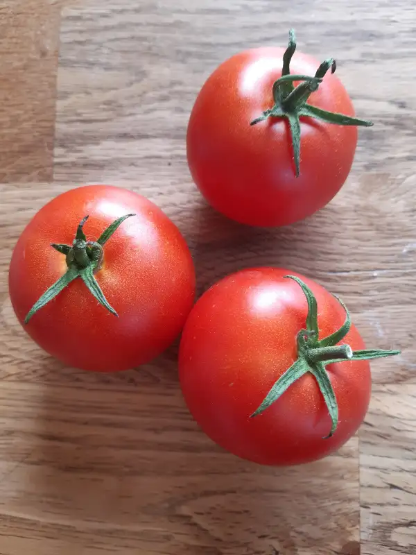 Tomaten: Bonner Beste