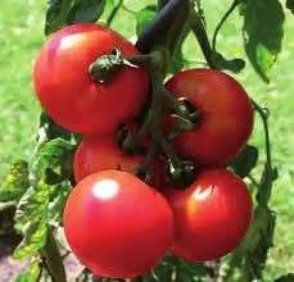 Tomaten: Bonner Beste