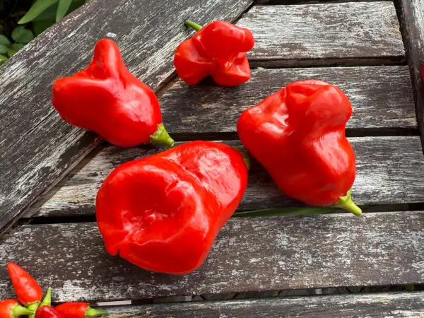 Chili: Bonnet d‘Eveque