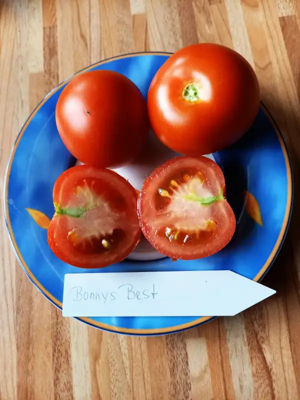 Tomaten: Bonnys Best