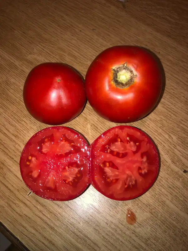 Tomaten: Bononiya