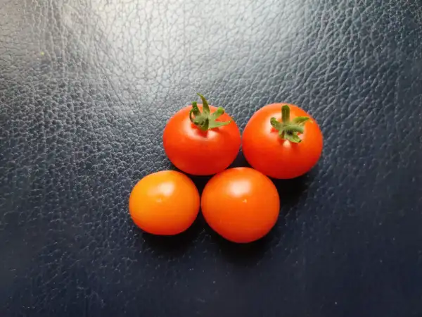 Tomaten: Bonsai