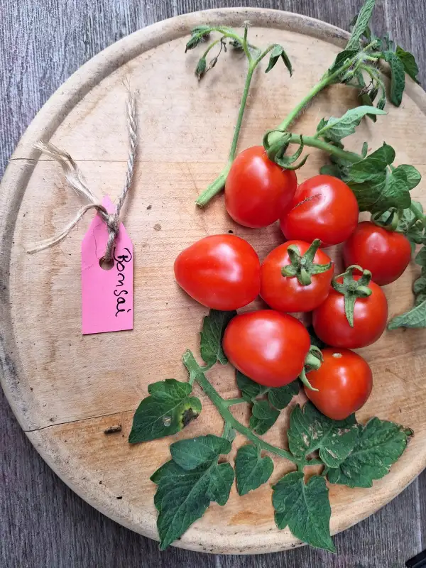 Tomaten: Bonsai