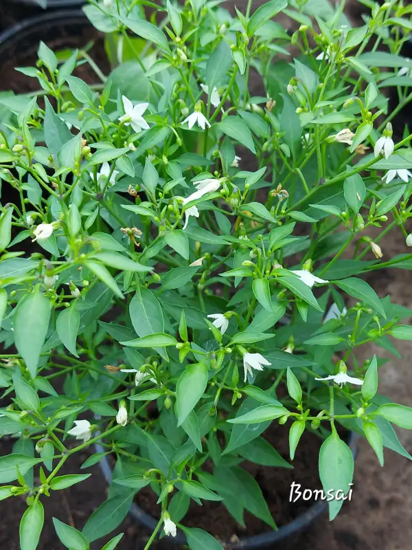 Chili / Paprika: Bonsai