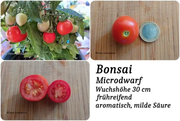 Tomaten: Bonsai