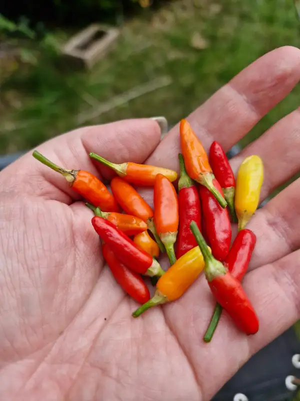 Chili: Bonsai