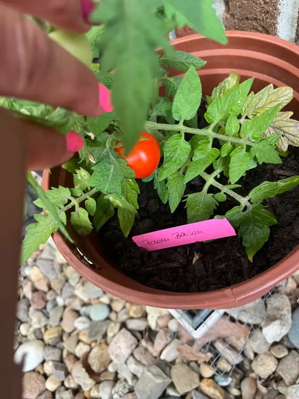 Tomaten: Bonsai Balkon, ca 15 cm hoch