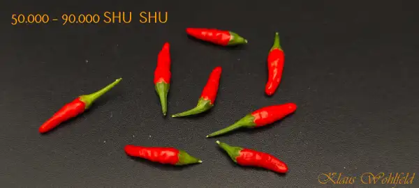 Chili: Bonsai Chili (Schärfe 8)