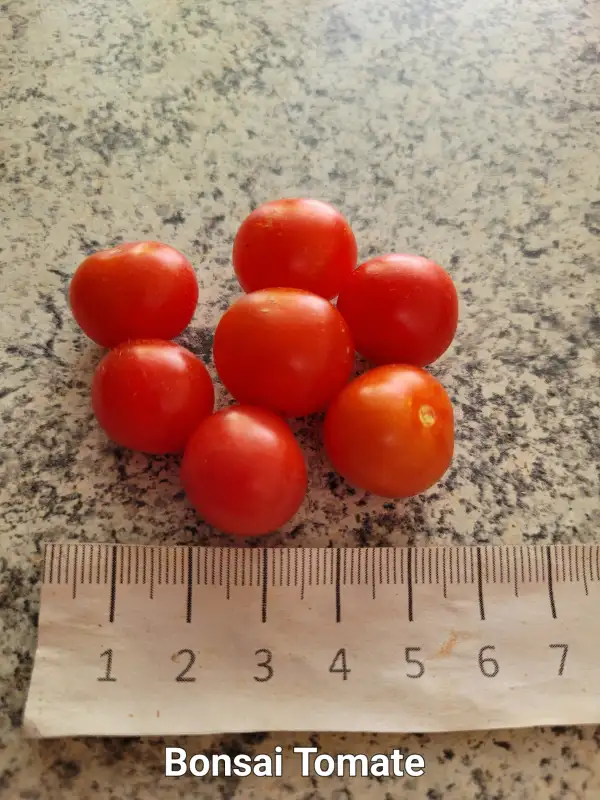 Tomaten: Bonsai Tomate