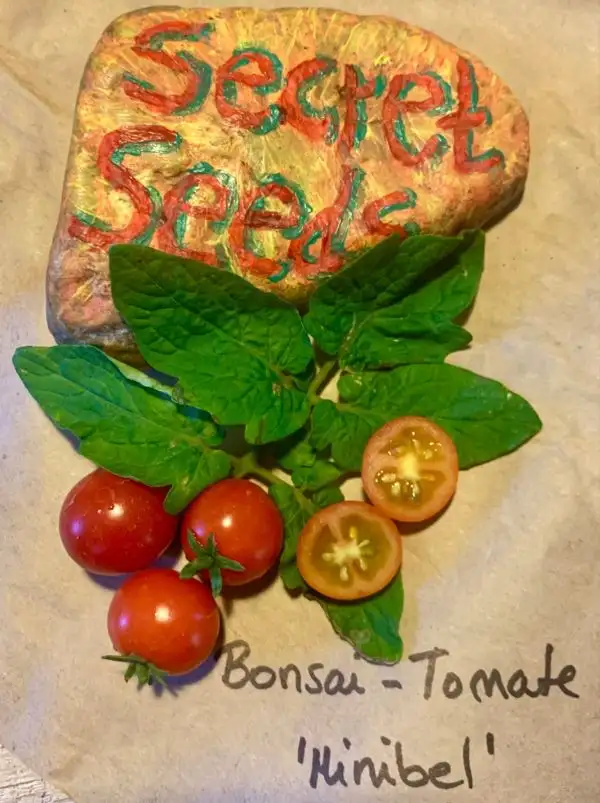Tomaten: Bonsai-Tomate “Minibel”