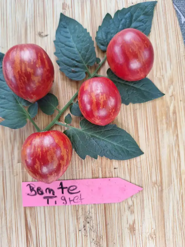 Tomaten: Bonte Tigret - Zwergtomate